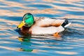 Beautiful duck swimming