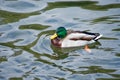 Beautiful duck swims in the city pond