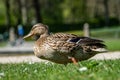 Beautiful Duck is very happy to go find next place to relax