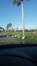 Beautiful ducks crossing road Royalty Free Stock Photo