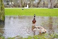 Beautiful ducks inside the pond at Vondelpark Amsterdam Holland