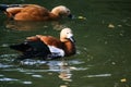 Beautiful ducks in the park