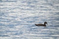 Beautiful ducks sunbathing and swimming in the water