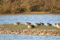 Beautiful ducks sunbathing and swimming in the water