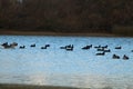 Beautiful ducks sunbathing and swimming in the water