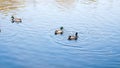 Beautiful ducks swim in lake and eat on sunny day. Concept. Green Duck or Mallard swims in city pond in summer. Feeding Royalty Free Stock Photo