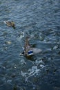 beautiful ducks swim on the lake in summer