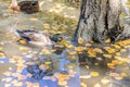 Beautiful ducks swim in a pond in an autumn. On the water are visible reflection from trees and blue sky. Royalty Free Stock Photo