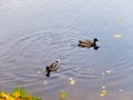 Beautiful ducks swim in the pond in the park in autumn Royalty Free Stock Photo
