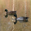 Beautiful ducks swimming in a pond