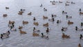 Beautiful ducks swimming in in the river in winter in snowy weather. A flock of ducks swimming in cold water Royalty Free Stock Photo