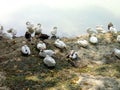 Ducks near lake