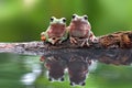 Beautiful Dumpy frog in reflection Royalty Free Stock Photo