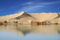 Yellow Dune blue sky in autumn by River Tarim Royalty Free Stock Photo