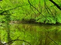 Beautiful Durrow woods Ireland rivr