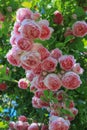 Beautiful english climbing roses in the sunny perennial cottage garden in bright summer sunshine. Royalty Free Stock Photo