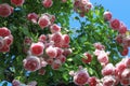 Beautiful english climbing roses in the sunny perennial cottage garden in bright summer sunshine. Royalty Free Stock Photo