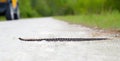 Beautiful dusky Pygmy or pigmy rattler or rattlesnake - Sistrurus miliarius barbouri - crossing limestone rock road in a remote Royalty Free Stock Photo