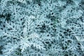 Beautiful dusty miller plant background in park Senecio cineraria,ASTERACEAE Royalty Free Stock Photo