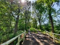 Beautiful dutch cycling path with trees besides it Royalty Free Stock Photo