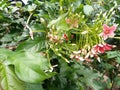 beautiful Dutch jasmine flower Royalty Free Stock Photo