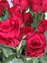 Red rose is a symbol of passion