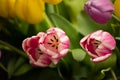 Dutch Pink Purple Yellow Tulips In Water With Green Leaves Royalty Free Stock Photo