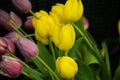 Dutch Pink Purple Yellow Tulips In Water With Green Leaves Royalty Free Stock Photo