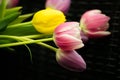 Dutch Pink Purple Yellow Tulips In Water With Green Leaves Royalty Free Stock Photo
