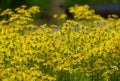 Beautiful Dwarf Fothergilla yellow tiny flowers blooming in the Spring