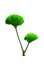 A beautiful dwarf hedges cut green tree isolated on white background.