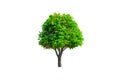 A beautiful dwarf hedges cut green tree isolated on white background.