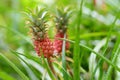 Beautiful dwarf pineapple in natural environment in Tropical Botanical Garden of the Big Island of Hawaii. Lush tropical vegetatio Royalty Free Stock Photo