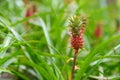 Beautiful dwarf pineapple in natural environment in Tropical Botanical Garden of the Big Island of Hawaii. Lush tropical vegetatio