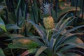 Beautiful dwarf pineapple in natural environment in Tropical Botanical Garden Royalty Free Stock Photo