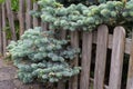 Picea pungens `Glauca Prostrata` ,spreading or creeping dwarf Colorado spruce growing through a wooden fence in an urban garden Royalty Free Stock Photo