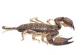 Dwarf wood scorpion Liocheles sp. isolated on white background