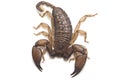 Dwarf wood scorpion Liocheles sp. isolated on white background