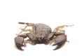 Dwarf wood scorpion Liocheles sp. isolated on white background