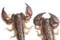 Dwarf wood scorpion Liocheles sp. isolated on white background