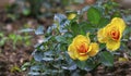 Beautiful dwarf yellow roses in garden Royalty Free Stock Photo