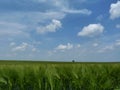 Deep green barley field under blue sky with white clouds Royalty Free Stock Photo