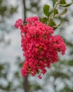 The beautiful Dynamite Red Crape Myrtle Tree Flowers growing in Hattiesburg, Mississippi Royalty Free Stock Photo
