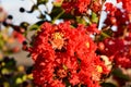 Dynamite Red Crape myrtle Tree,