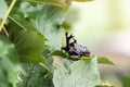 The beautiful dynastic beetle , male , perched on leaf. Selective focus. Royalty Free Stock Photo