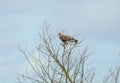 Beautiful eagle bird on tree branch, Lithuania Royalty Free Stock Photo