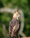 Beautiful eagle close-up photograph. Changeable hawk eagle perch on a branch and look back at the camera. spotted in the Udawalawe