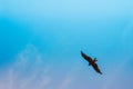 Beautiful eagle or falcon flying in blue sky with clouds in summer Royalty Free Stock Photo