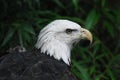 Beautiful Eagle with a Hooked Beak Royalty Free Stock Photo