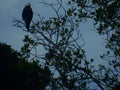 An eagle laid at night in the tree